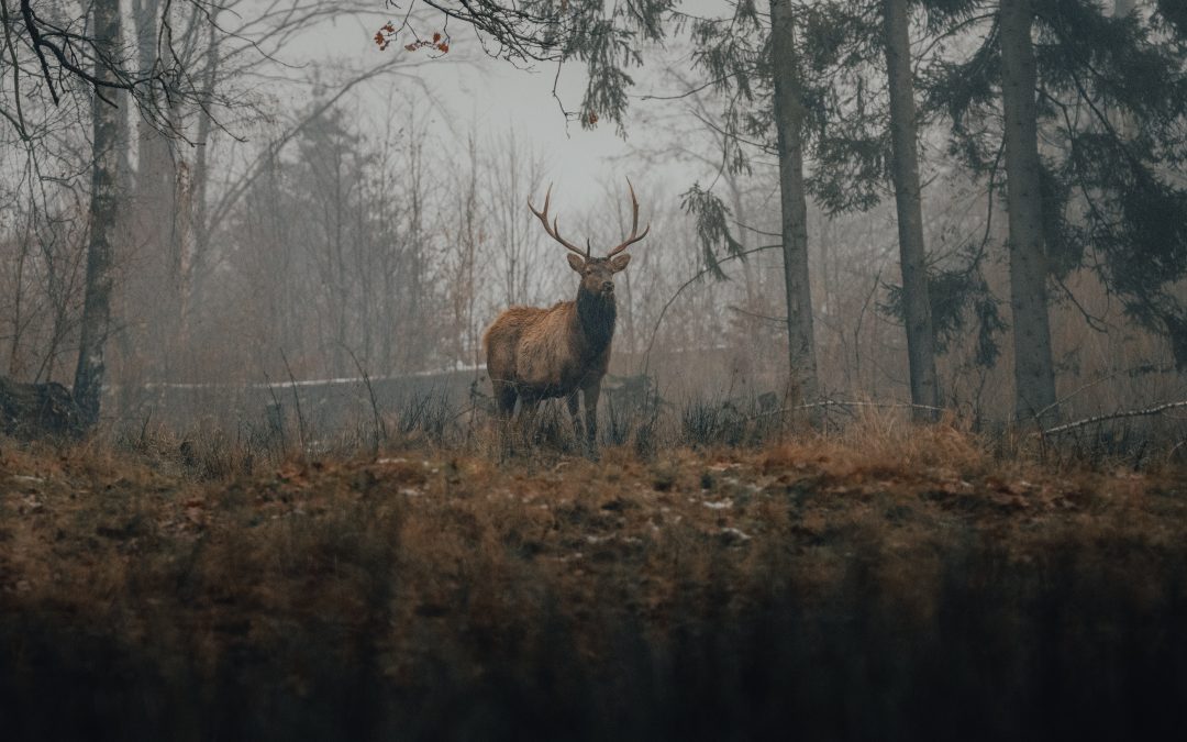 “la Natura nella Cultura Celtica: tra storia e leggenda” venerdì 17 giugno