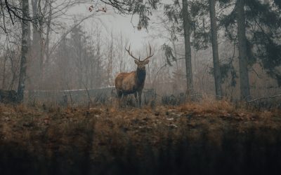 “la Natura nella Cultura Celtica: tra storia e leggenda” venerdì 17 giugno